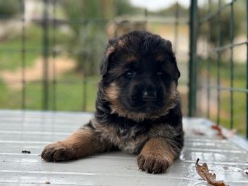 Cucciola Femmina Pastore Tedesco Pelo Lungo