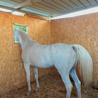 Cavallo arabo