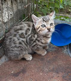 Cucciolo di Bengala