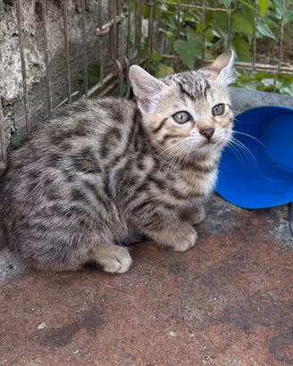 Cucciolo di Bengala