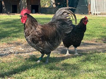 Galline Australorp
