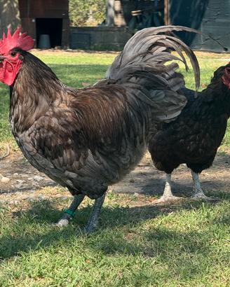 Galline Australorp