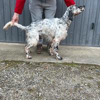 Setter inglese