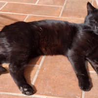 Gatti in adozione