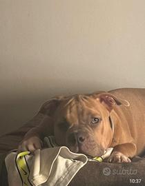 American bully