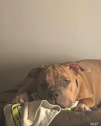 American bully