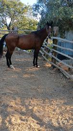 Cavalla