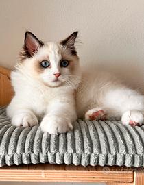 Cucciolo ragdoll seal bicolor con Pedigree