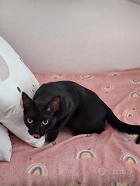 Gatto nero