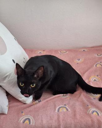 Gatto nero