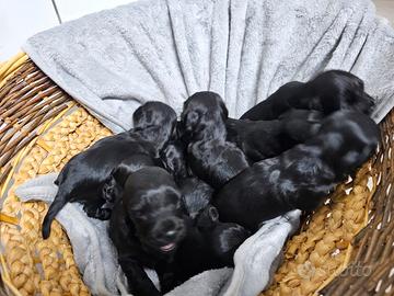 Cuccioli di cocker spaniel neri