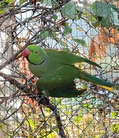 coppia collari M verde 24 F cinnamon verde25