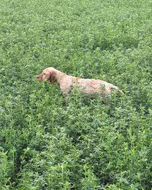 Cuccioli setter inglese avviati a caccia