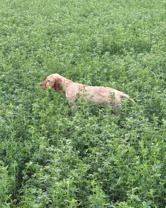 Cuccioli setter inglese avviati a caccia