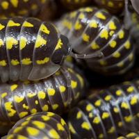 Isopodi Armadillidium Gestroi