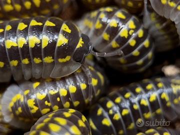 Isopodi Armadillidium Gestroi