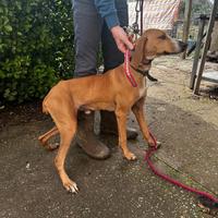 Cane segugio