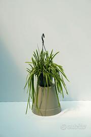 Lepismium cruciforme — cactus epifita ricadente