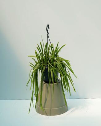 Lepismium cruciforme — cactus epifita ricadente
