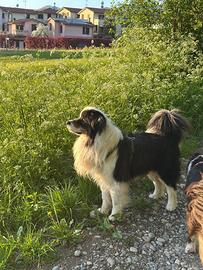 Pastore australiano border collie