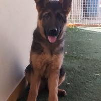 Disponibile cucciola di pastore tedesco di 4 mesi