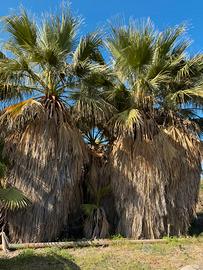 Paleme washingtonia filifera