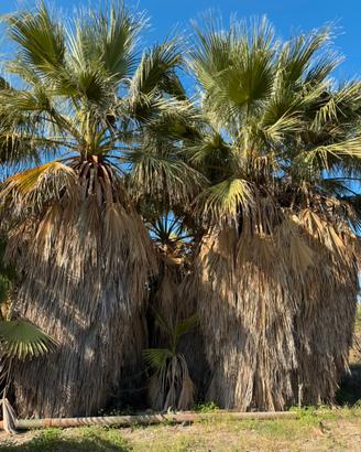 Paleme washingtonia filifera