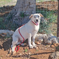 Taglia media simil Labrador