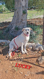 Taglia media simil Labrador