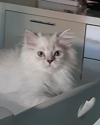 Gattino persiano Brithish Long hair  occhi azzurri