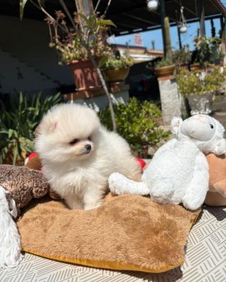 Cuccioli di spitz tedesco nano Pomerania