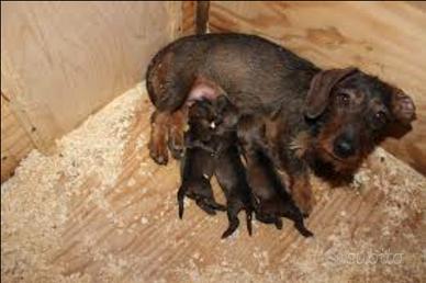 Cuccioli di Bassotto a pelo duro