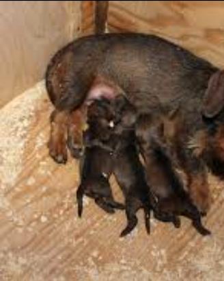 Cuccioli di Bassotto a pelo duro