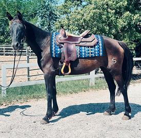 Cavalla incrocio 7 anni
