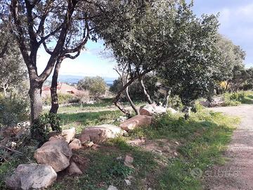 Poggio dei pini panoramico terreno 1400 mq