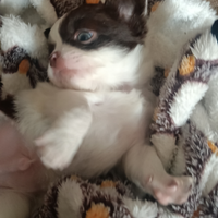 Cucciolo chihuahua pelo lungo Pedigree