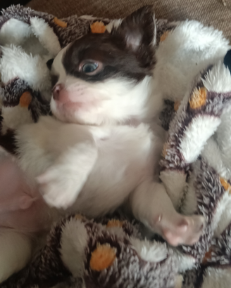 Cucciolo chihuahua Pedigree SUBITO DISPONIBILE