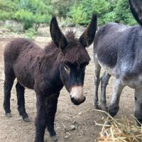 Vendita asino ragusano