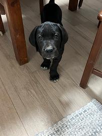 Cane corso