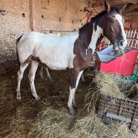 Cavalla puledra 2 anni