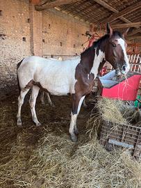 Cavalla puledra 2 anni