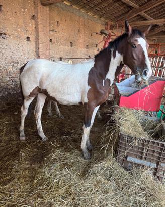 Cavalla puledra 2 anni