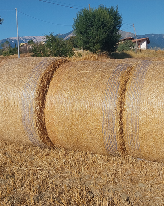 Paglia