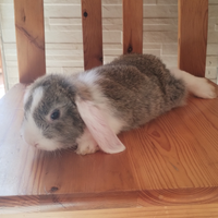 Coniglio nano ariete