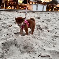 Shiba Inu cucciola con pedigree