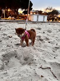 Shiba Inu cucciola con pedigree