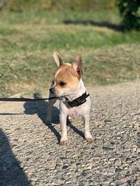 Chihuahua accoppiamento