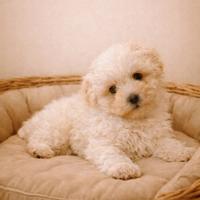 Cucciolo di maltese