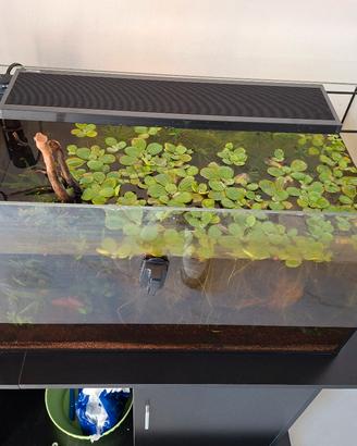 Acquario 60 litri