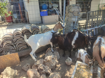 Coppia caprette tibetane